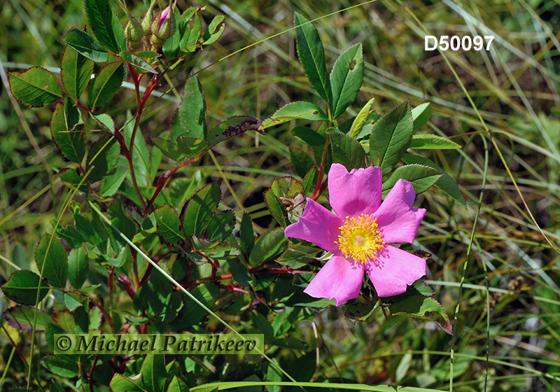 Smooth Rose (Rosa blanda)